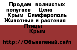 Продам  волнистых попугаев. › Цена ­ 500 - Крым, Симферополь Животные и растения » Птицы   . Крым